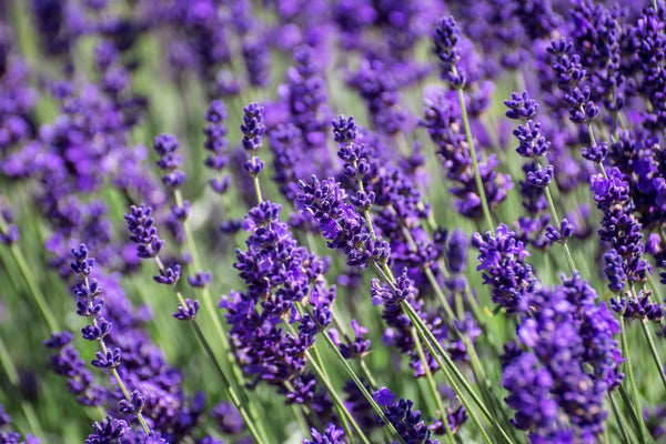 Dwarf Munstead Lavender Seeds