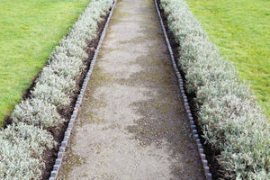 Dwarf Munstead Lavender Seeds