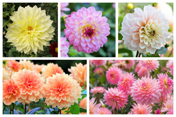 Watercolor Mix Dahlia Seeds