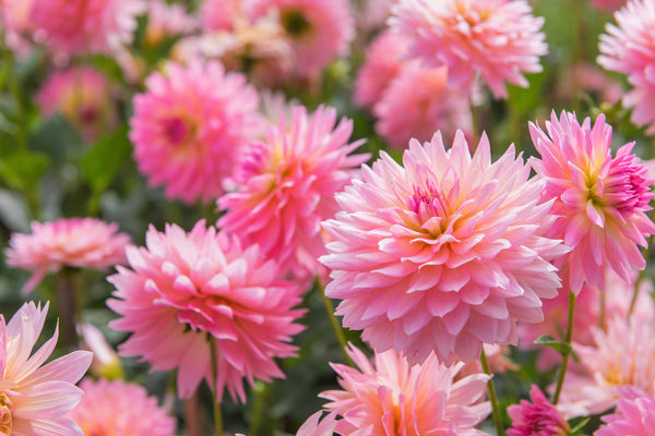 Watercolor Mix Dahlia Seeds