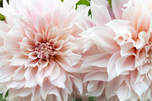 Watercolor Mix Dahlia Seeds