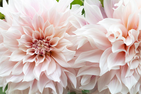 Watercolor Mix Dahlia Seeds