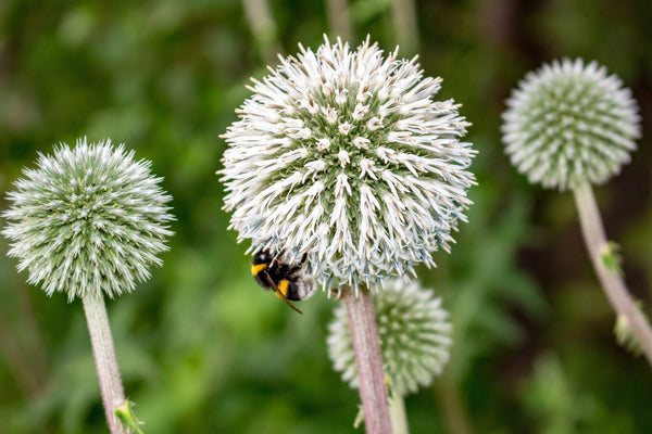 Giant Globe Thistle Seeds