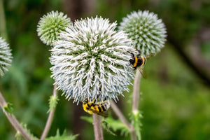 Giant Globe Thistle Seeds
