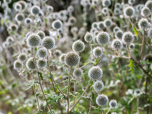 Giant Globe Thistle Seeds