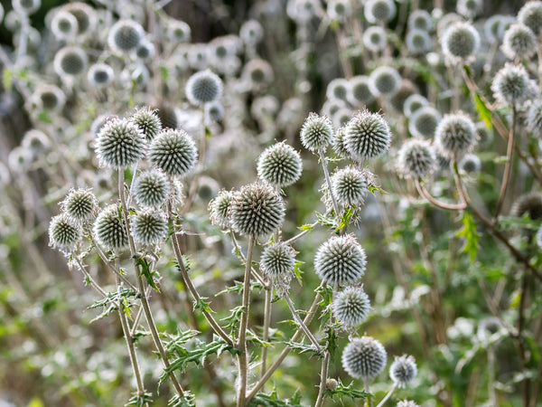 Giant Globe Thistle Seeds