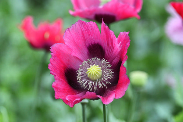 Turkish Blue Poppy Seeds- Certified Organic