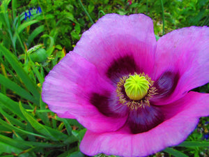 Turkish Blue Poppy Seeds- Certified Organic