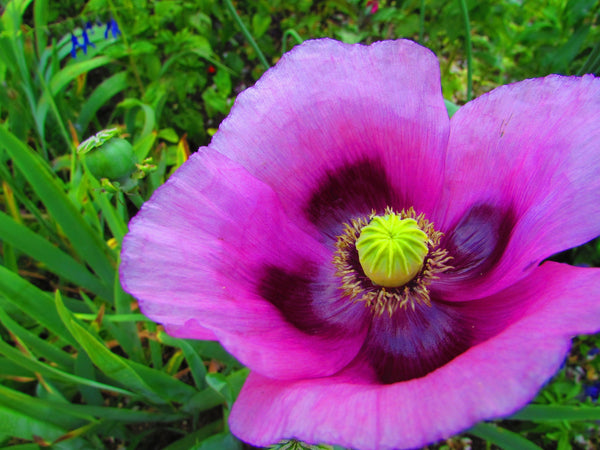 Turkish Blue Poppy Seeds- Certified Organic