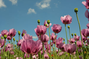 Turkish Blue Poppy Seeds- Certified Organic