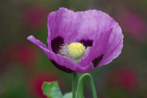 Turkish Blue Poppy Seeds- Certified Organic
