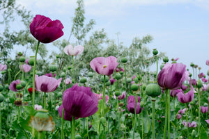 Turkish Blue Poppy Seeds- Certified Organic