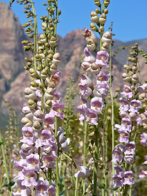 Native Mix Penstemon Seeds