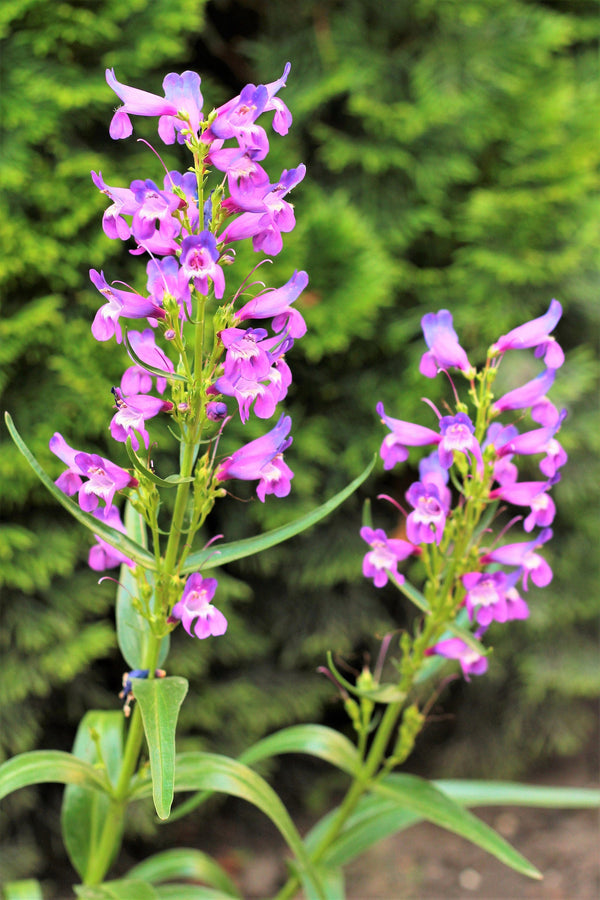 Native Mix Penstemon Seeds