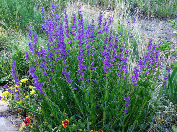 Native Mix Penstemon Seeds