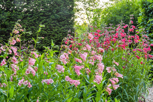 Native Mix Penstemon Seeds