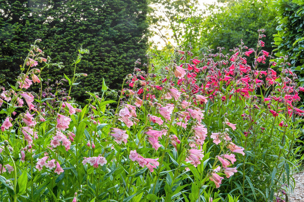 Native Mix Penstemon Seeds