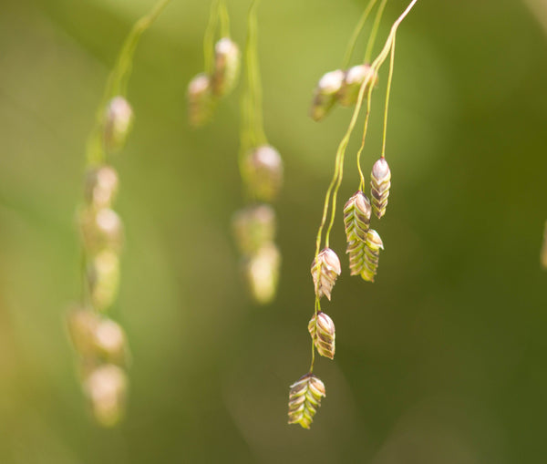 Rattlesnake Mannagrass Seeds