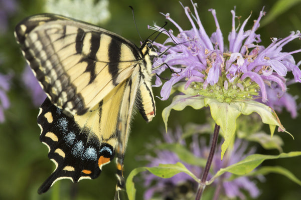 Wild Bergamot Seeds