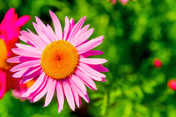 Robinson's Daisy Seeds