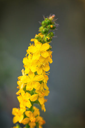 Church Steeples Seeds