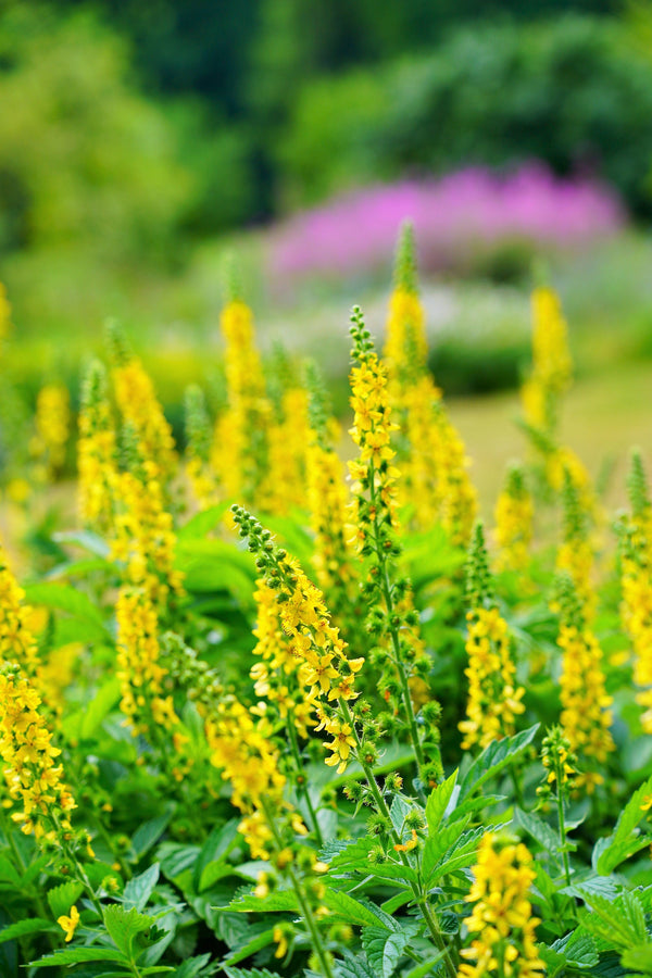 Church Steeples Seeds