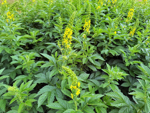 Church Steeples Seeds