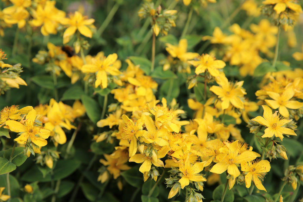 Church Steeples Seeds