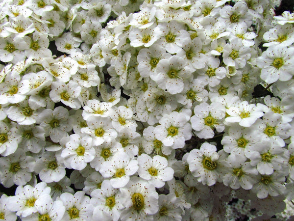 White Meadowsweet Seeds
