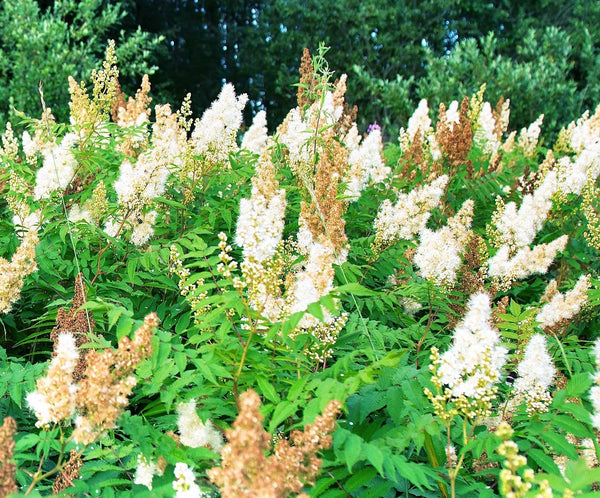 White Meadowsweet Seeds