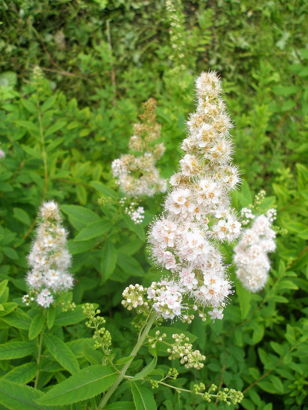 White Meadowsweet Seeds