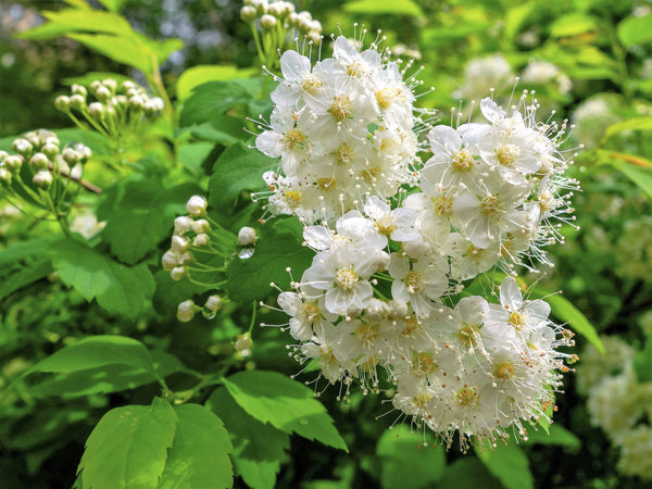 White Meadowsweet Seeds
