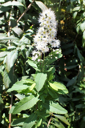 White Meadowsweet Seeds