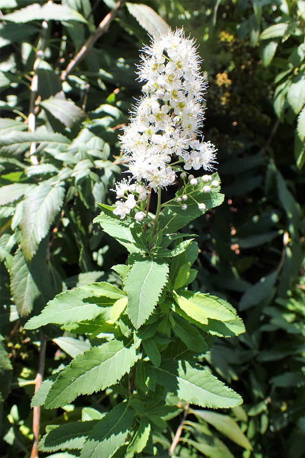 White Meadowsweet Seeds