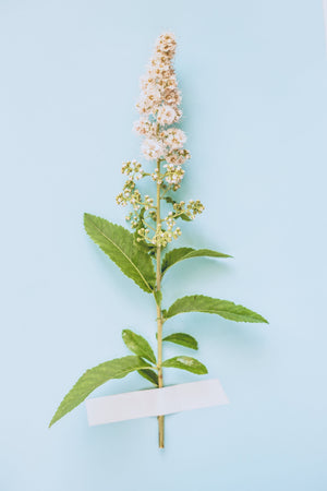White Meadowsweet Seeds