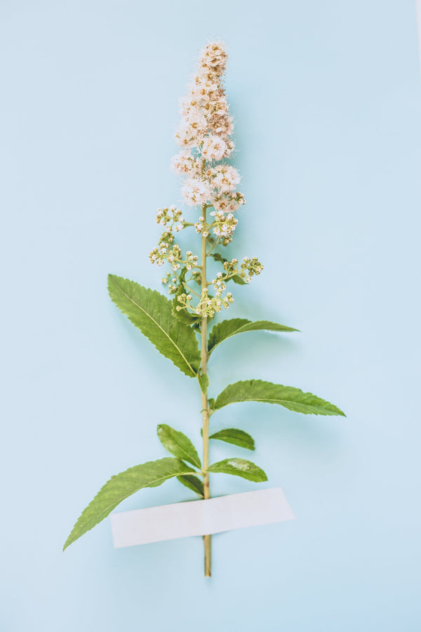 White Meadowsweet Seeds