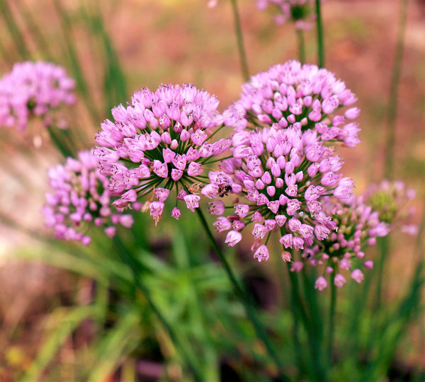 Mouse Garlic Seeds