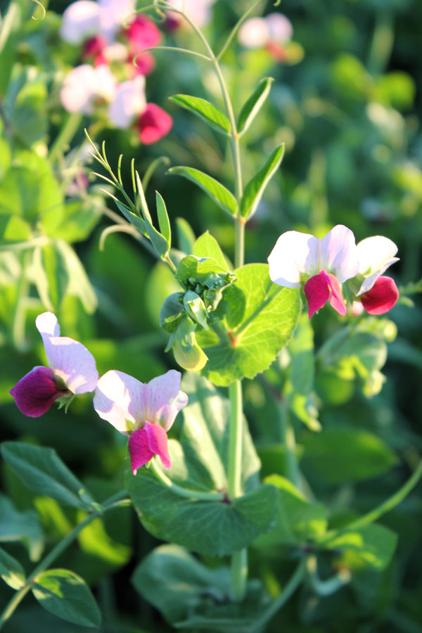 AUSTRIAN WINTER PEA Ground Cover Crop Legume Seeds