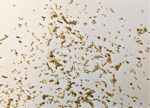 Silver Sagebrush Seeds