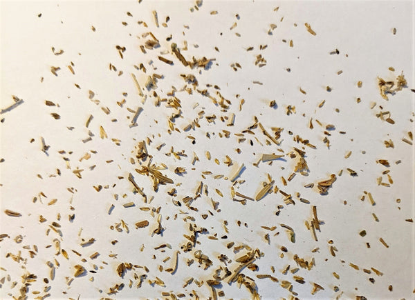 Silver Sagebrush Seeds