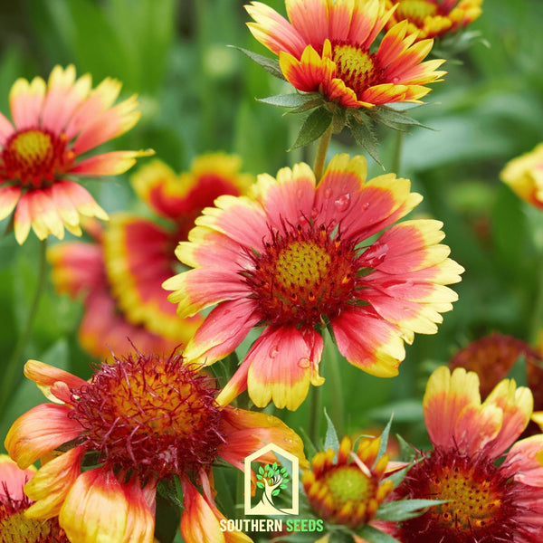 Indian Blanket Flower Seeds