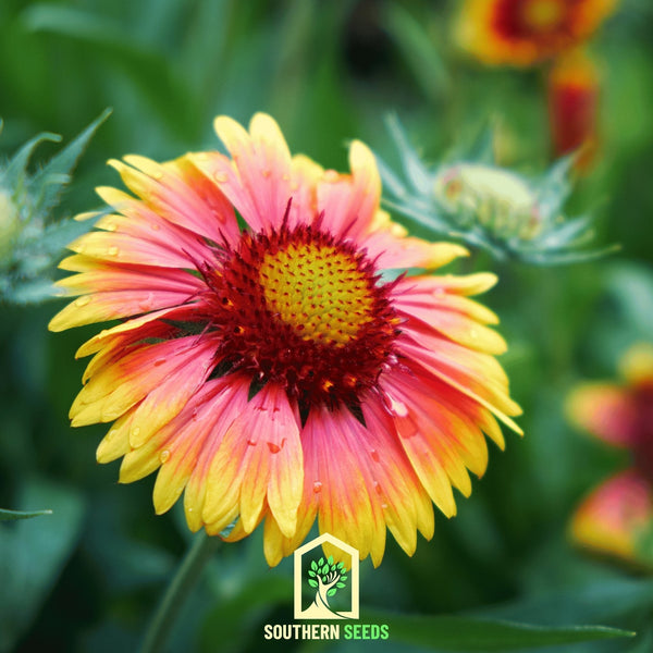 Indian Blanket Flower Seeds