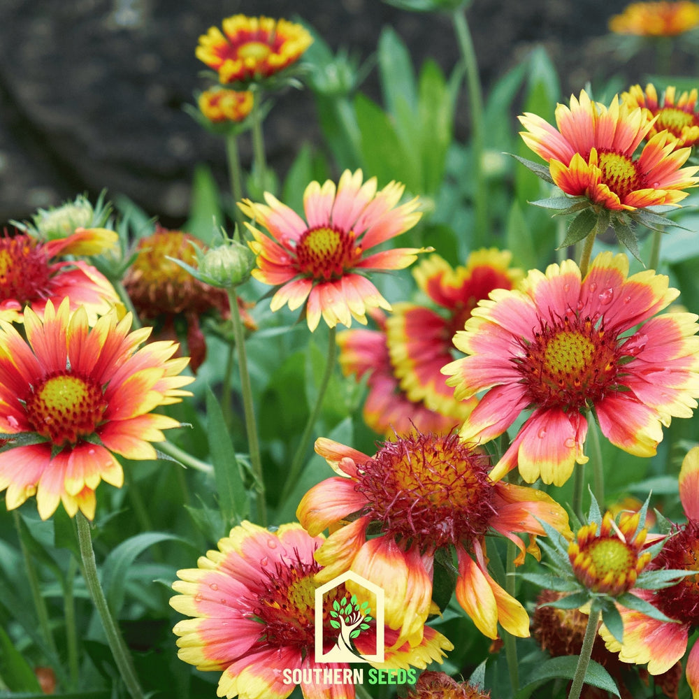 Indian Blanket Flower Seeds