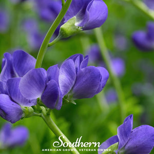Wild Blue Indigo Seeds