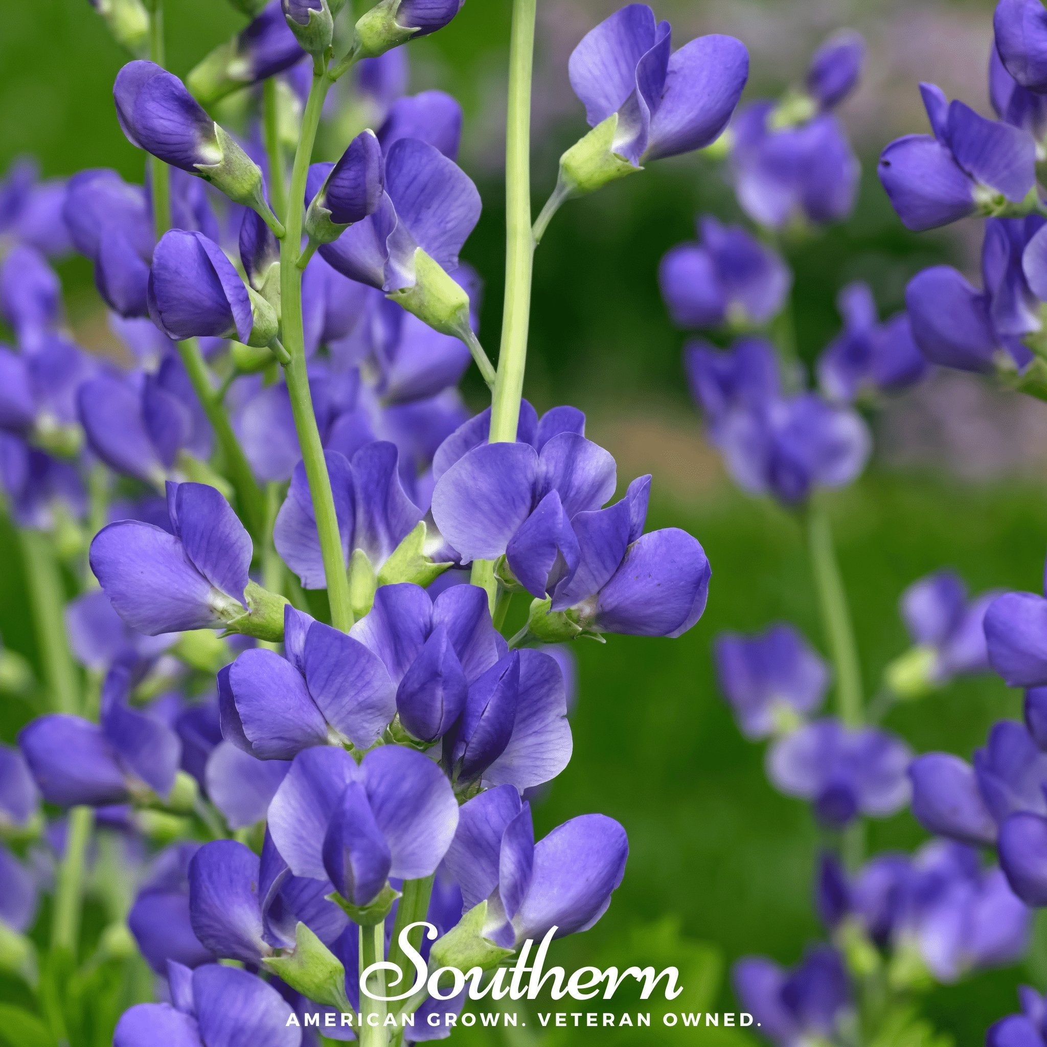 Wild Blue Indigo Seeds
