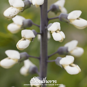 Wild White Indigo Seeds