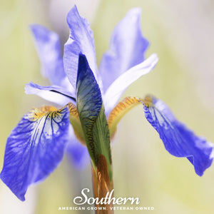 Northern Blue Flag Iris Seeds