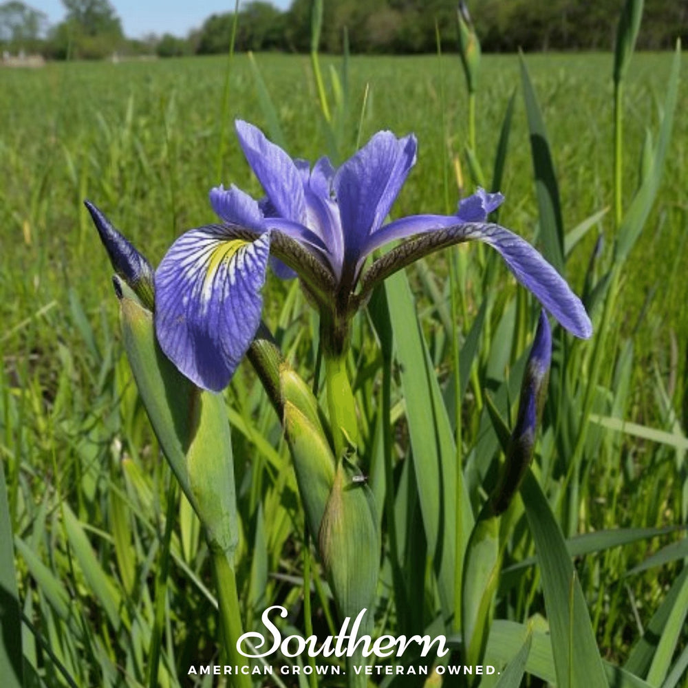 Northern Blue Flag Iris Seeds