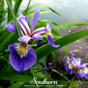 Northern Blue Flag Iris Seeds