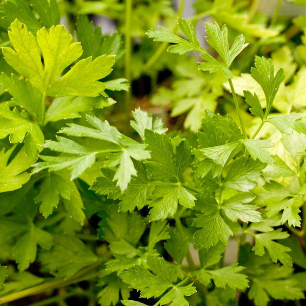 Organic Italian Parsley Seeds